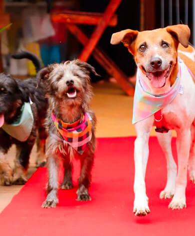 Cães resgatados pela AATAN em evento de adoção