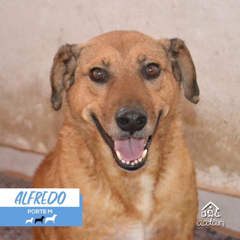Foto 2 de Alfredo