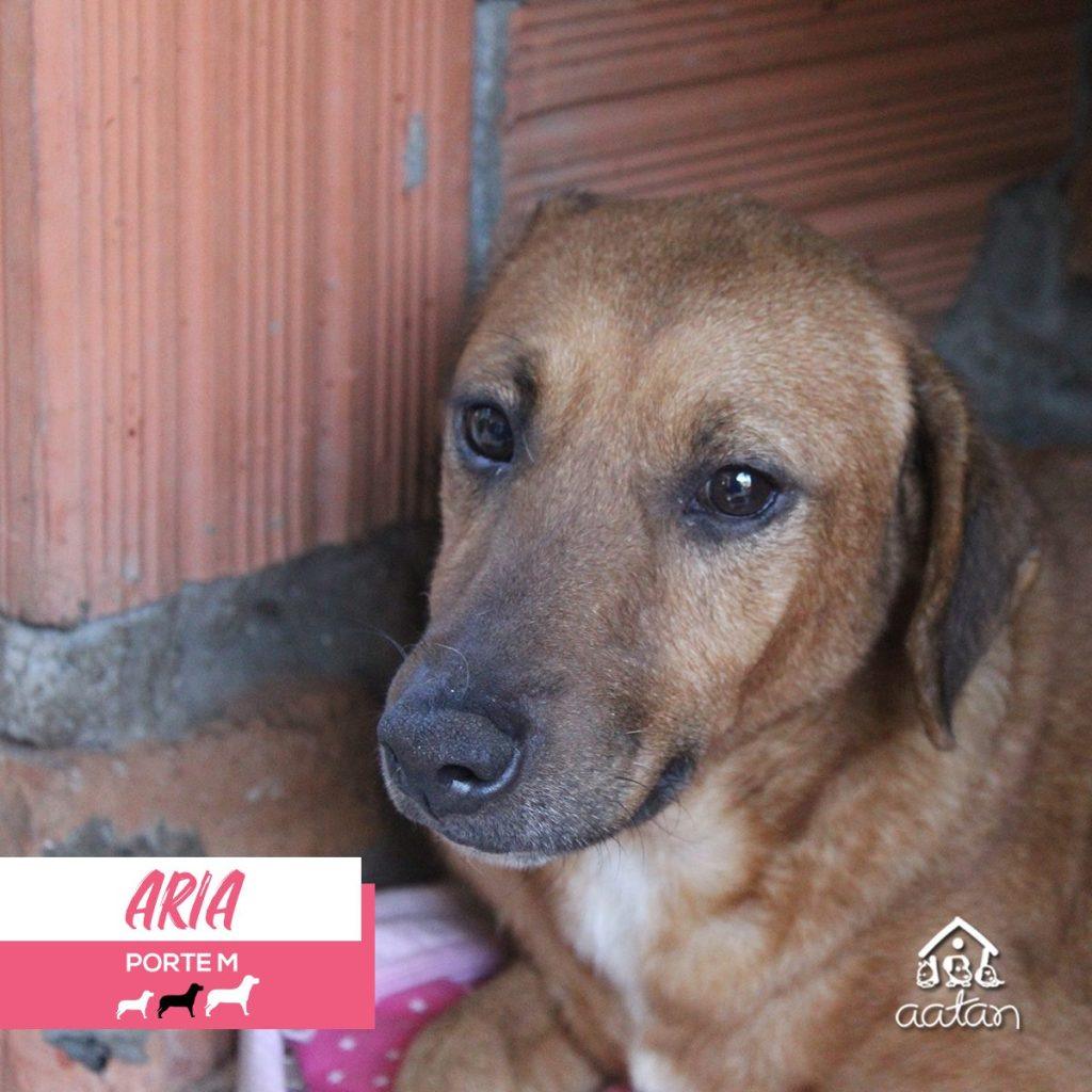 Foto 2 de Arya