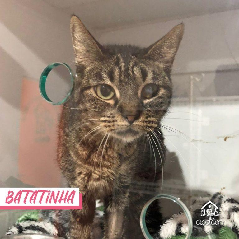 Foto 4 de Batatinha