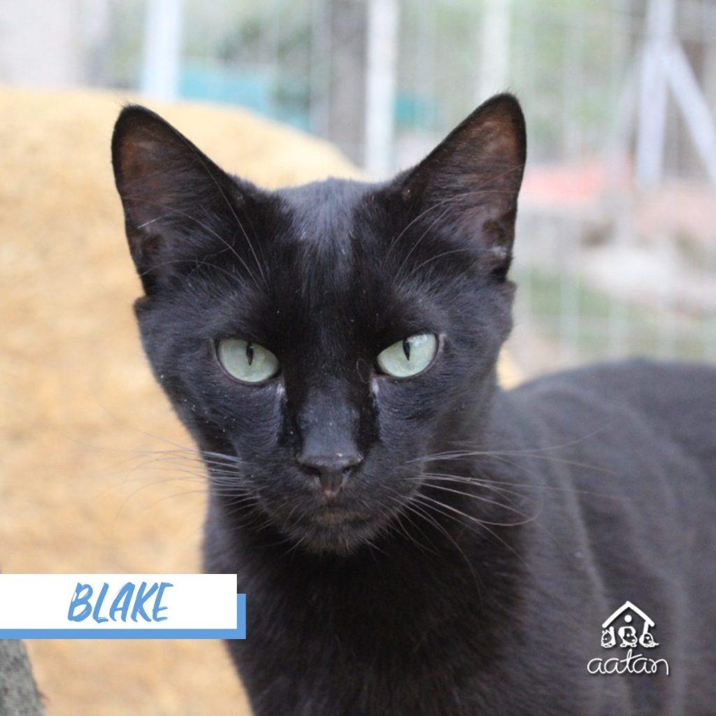 Blake