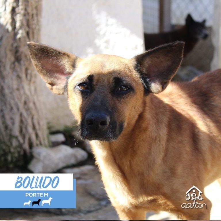 Foto 3 de Boludo