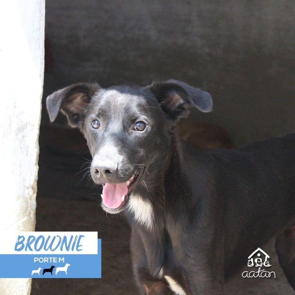Brownie