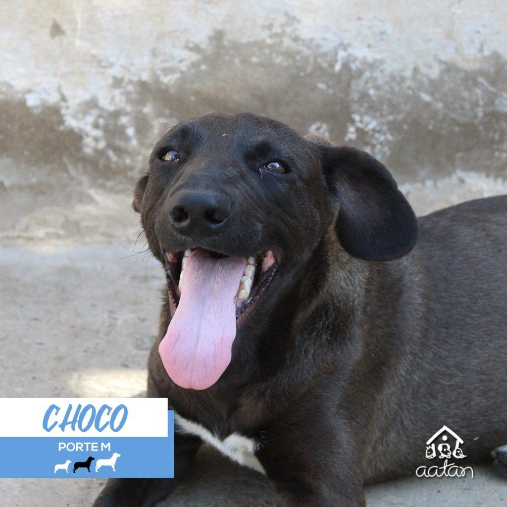 Foto 2 de Choco