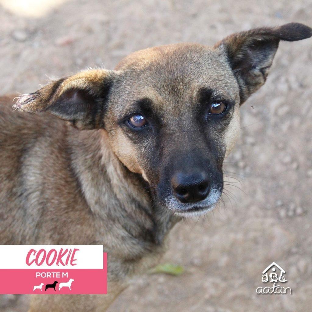 Cookie