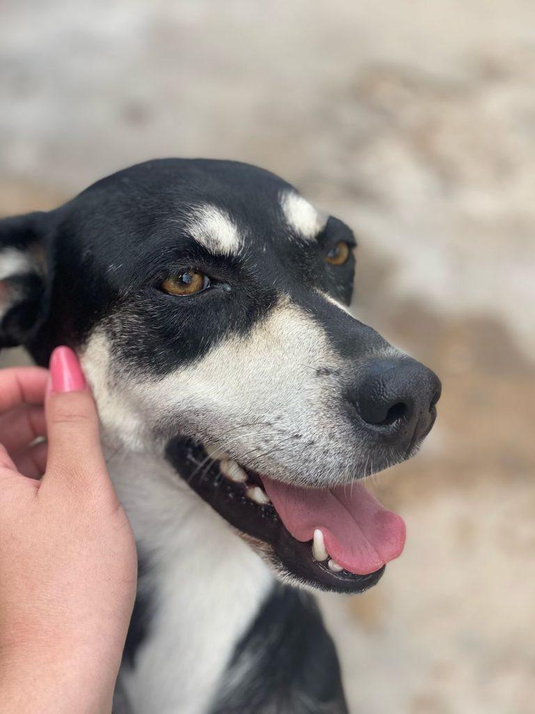 Cora