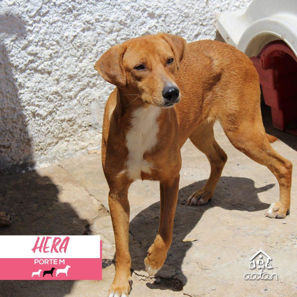 Foto 2 de Hera