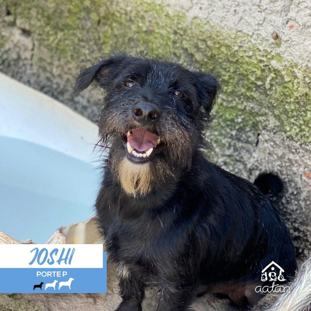 Foto 2 de Joshi