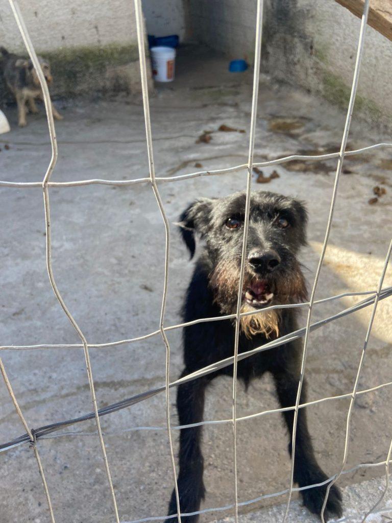 Foto 4 de Joshi