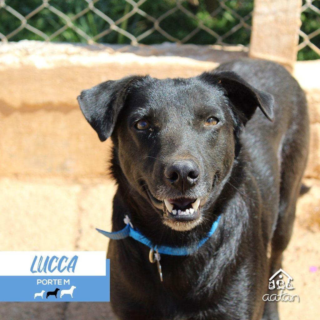 Lucca