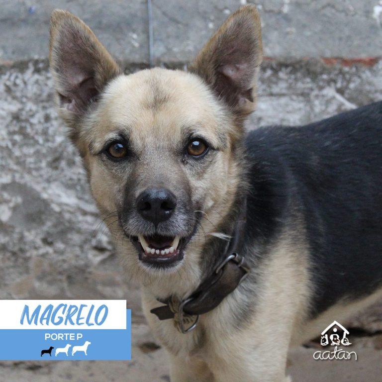 Foto 4 de Magrelo