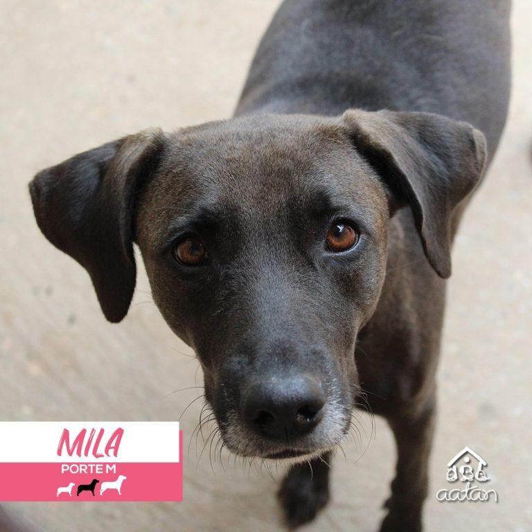 Foto 4 de Mila