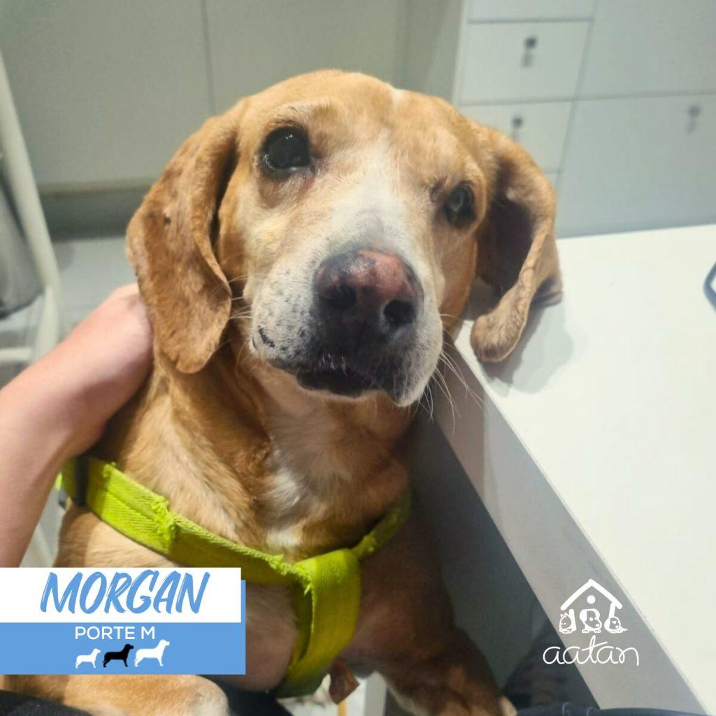 Morgan