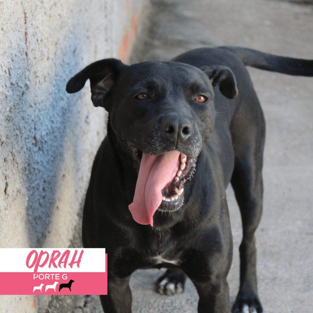 Foto 2 de Oprah