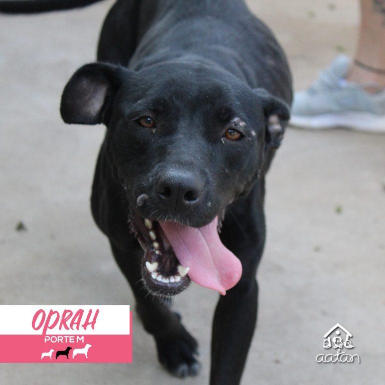Foto 4 de Oprah