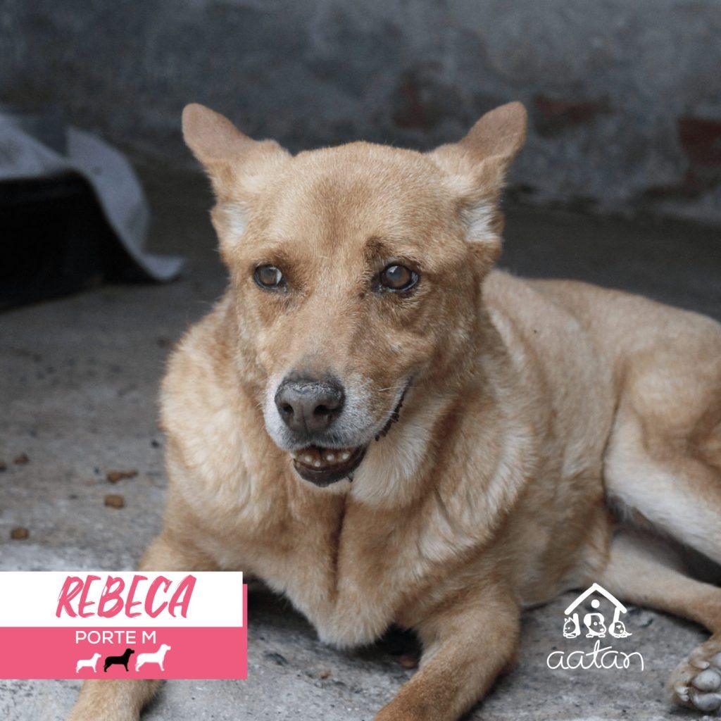 Rebeca