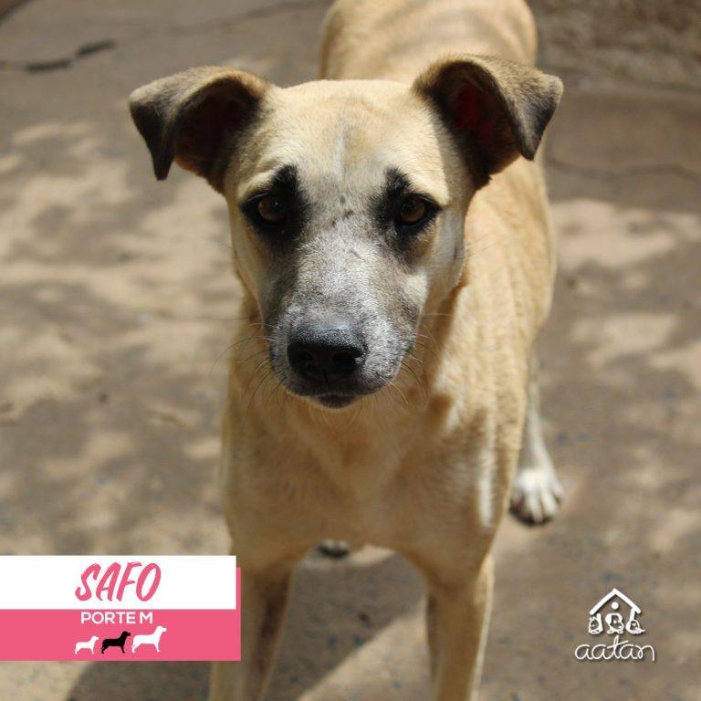 Foto 6 de Safo