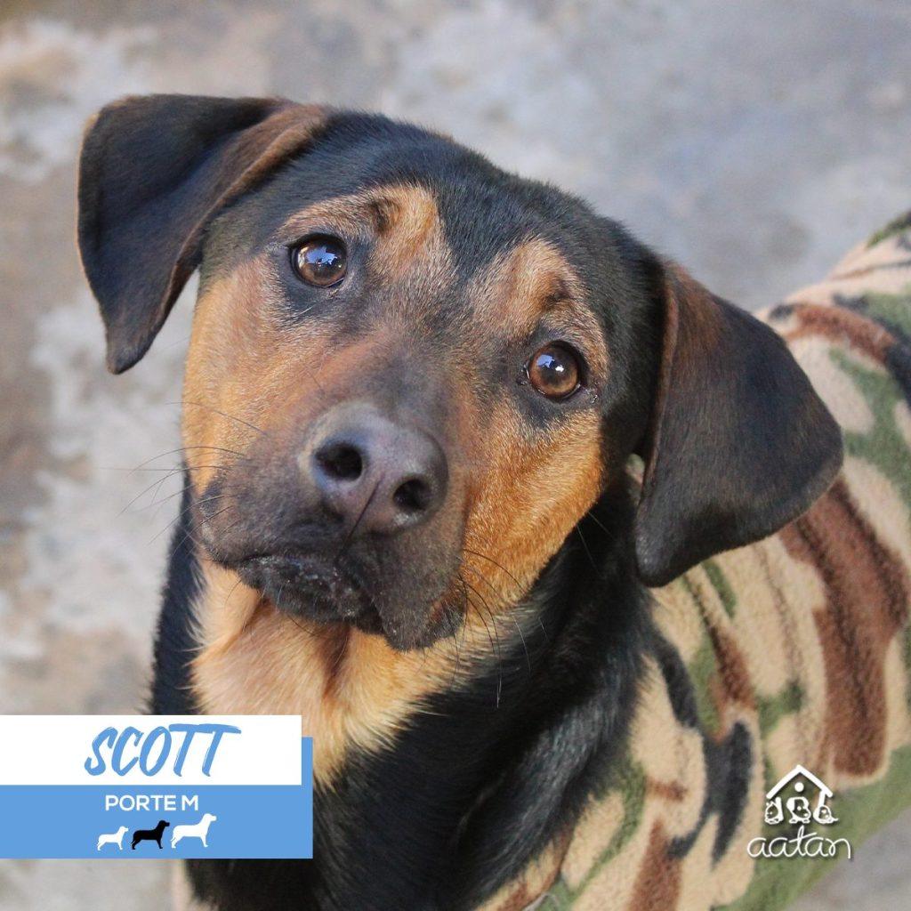 Foto 2 de Scott