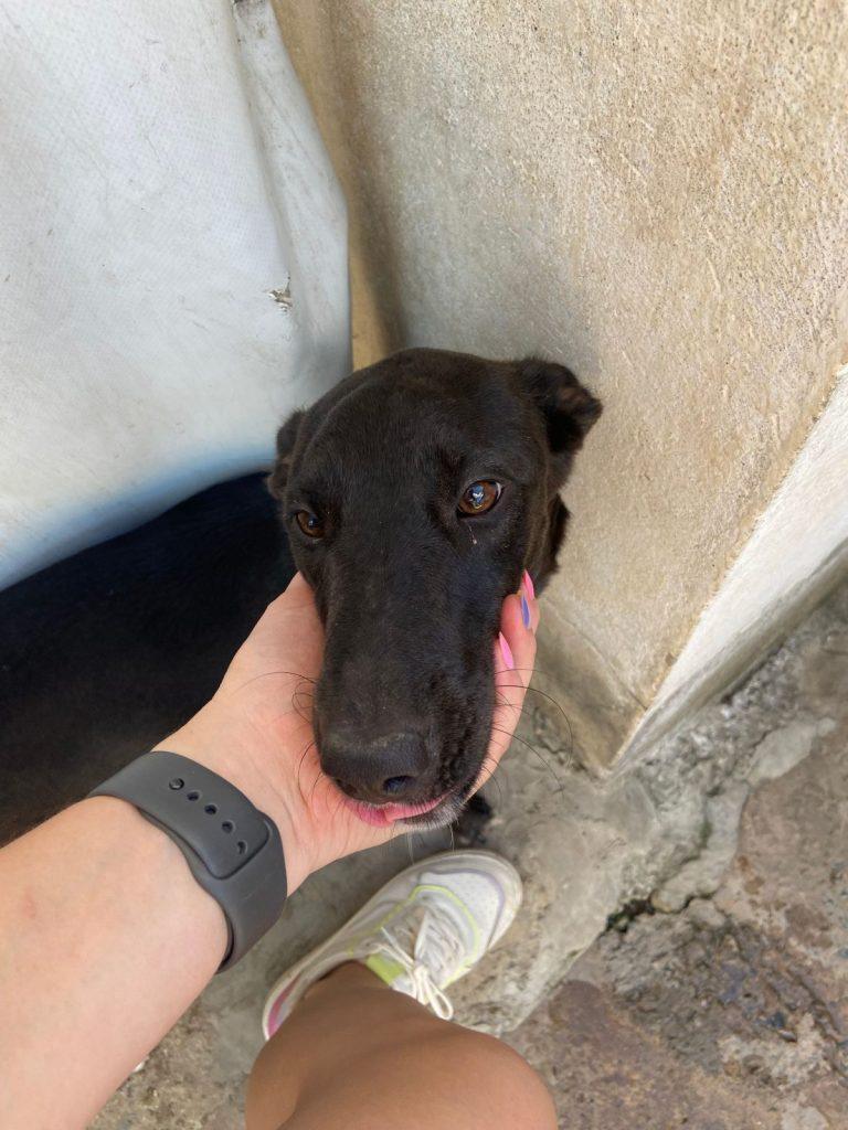 Foto 4 de Sofia