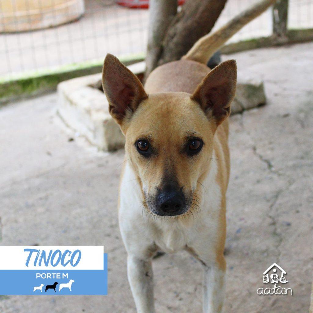 Foto 2 de Tinoco