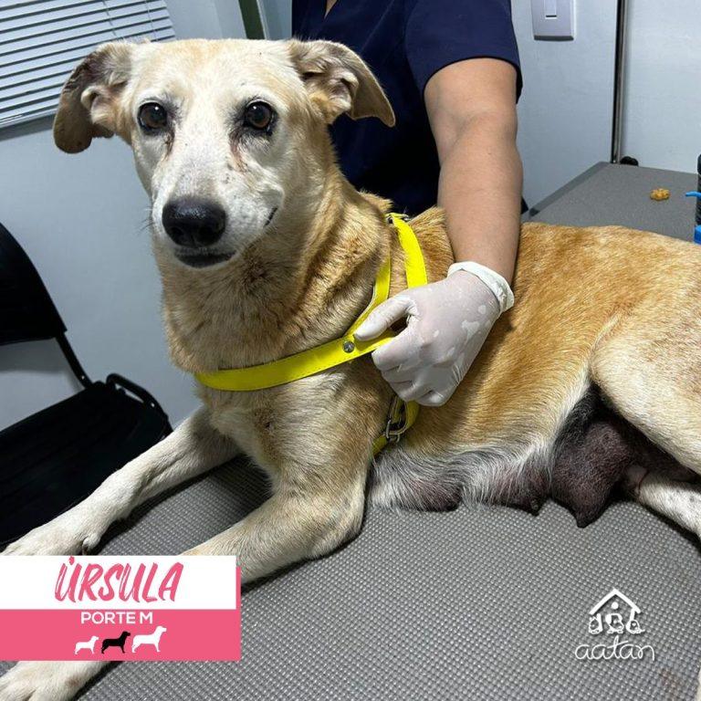 Úrsula