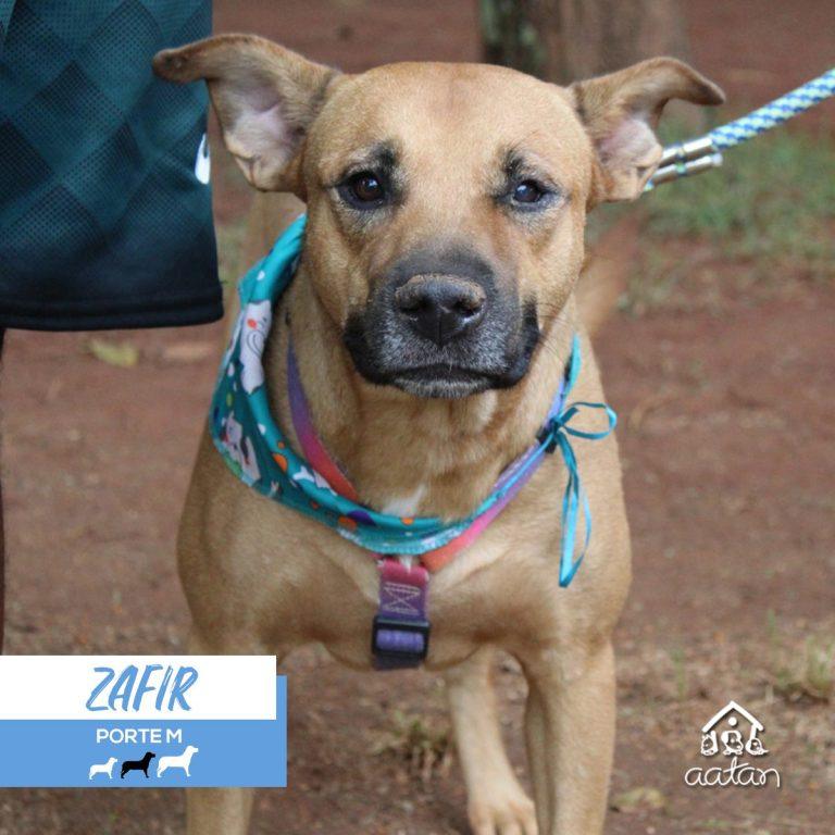 Foto 4 de Zafir