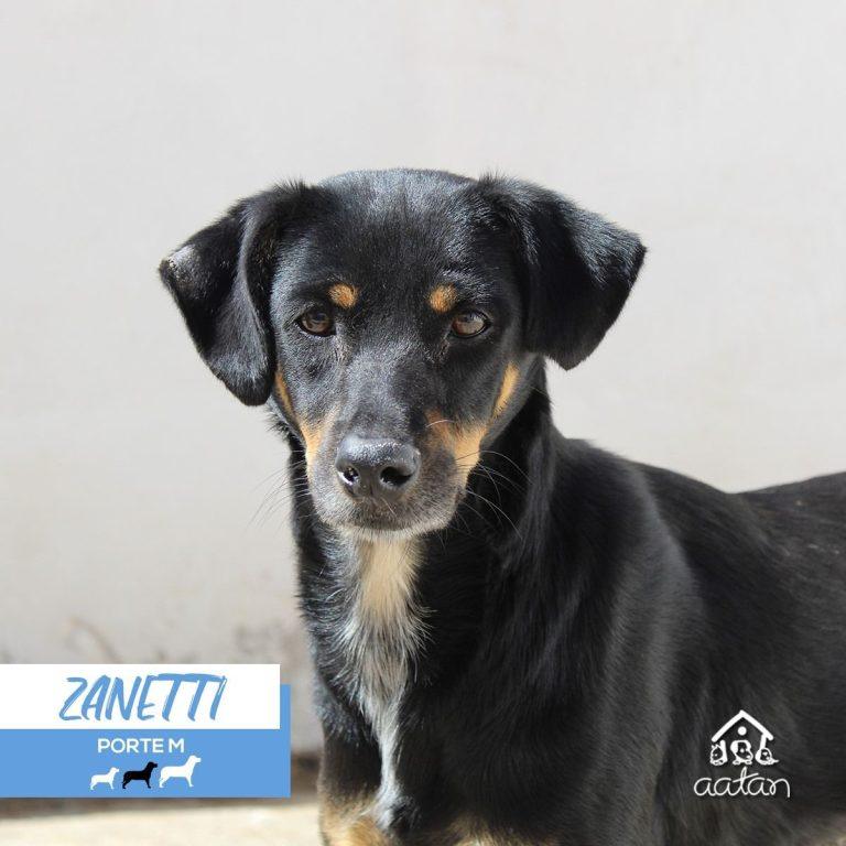 Zanetti